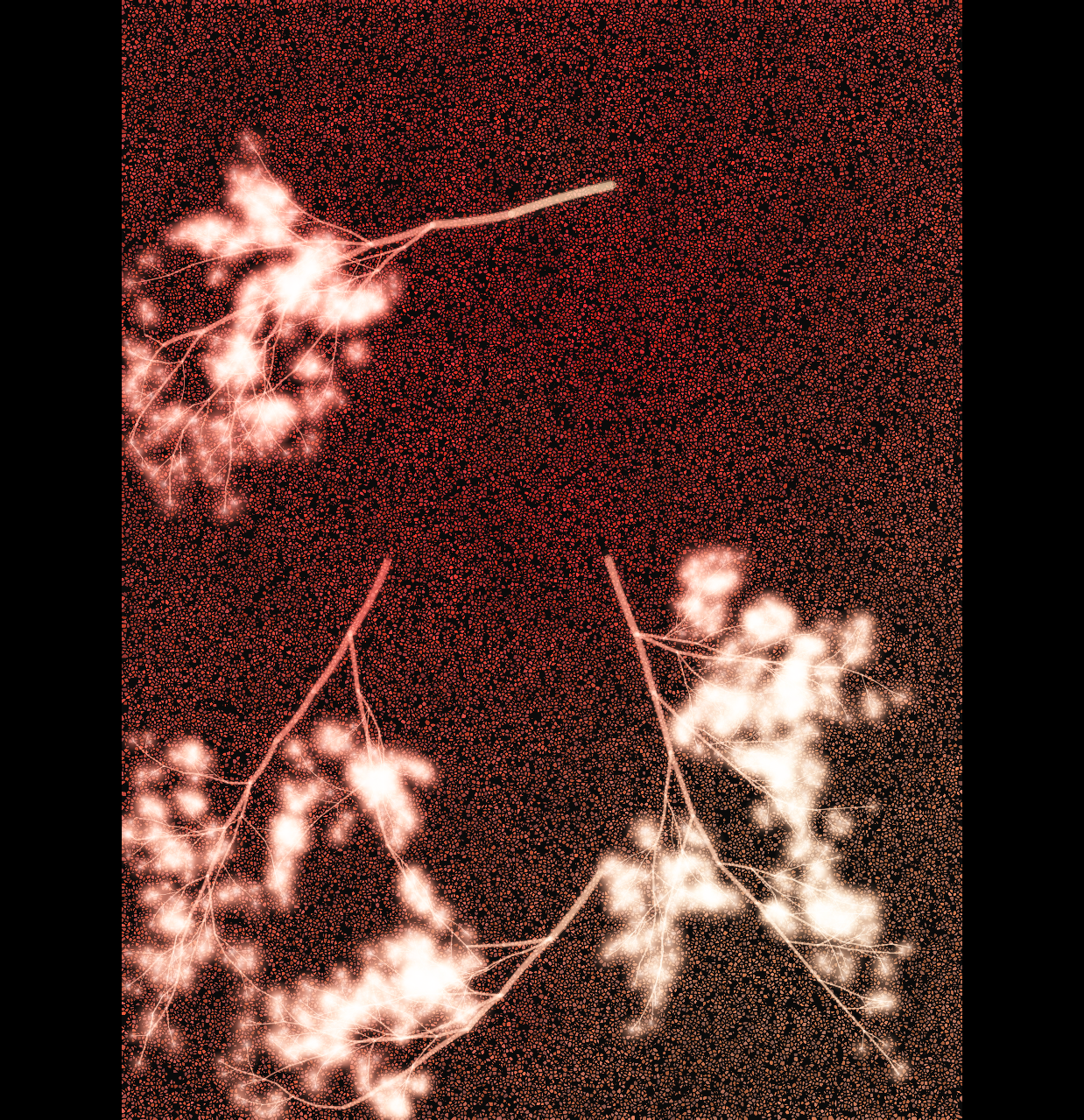 WAW output — seed 42